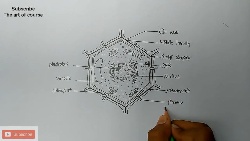 20 Easy Cell Drawing Ideas How to Draw a Cell