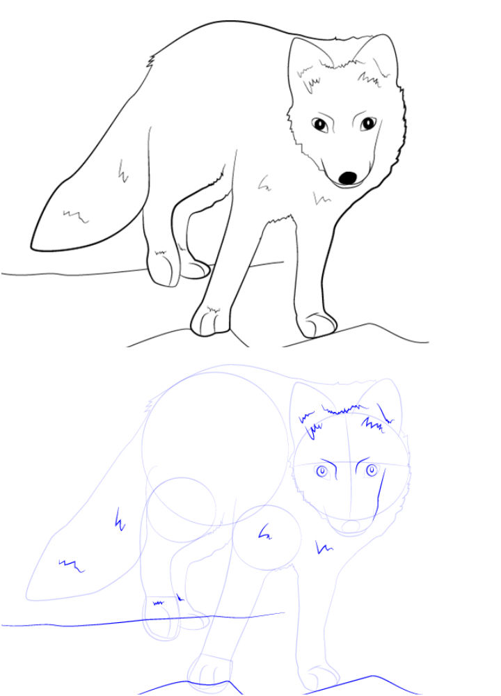 25 Easy Arctic Fox Drawing Ideas - How To Draw