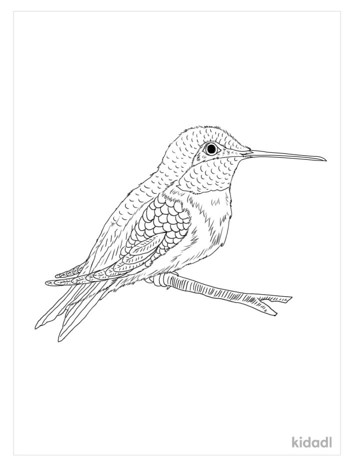 25 Free Hummingbird Coloring Pages for Kids and Adults