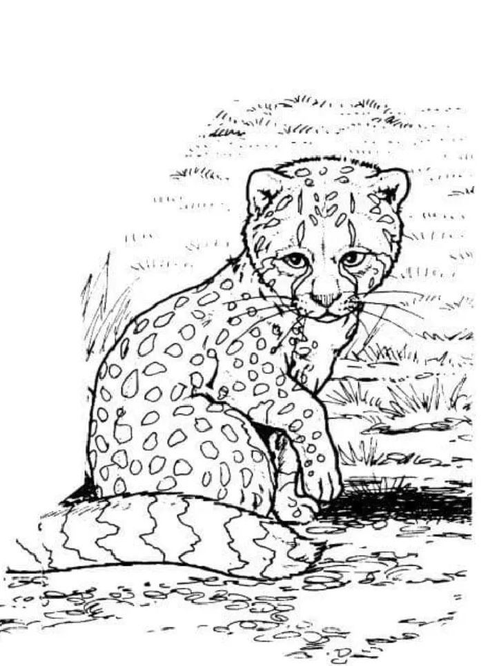 25 Free Cheetah Coloring Pages for Kids and Adults