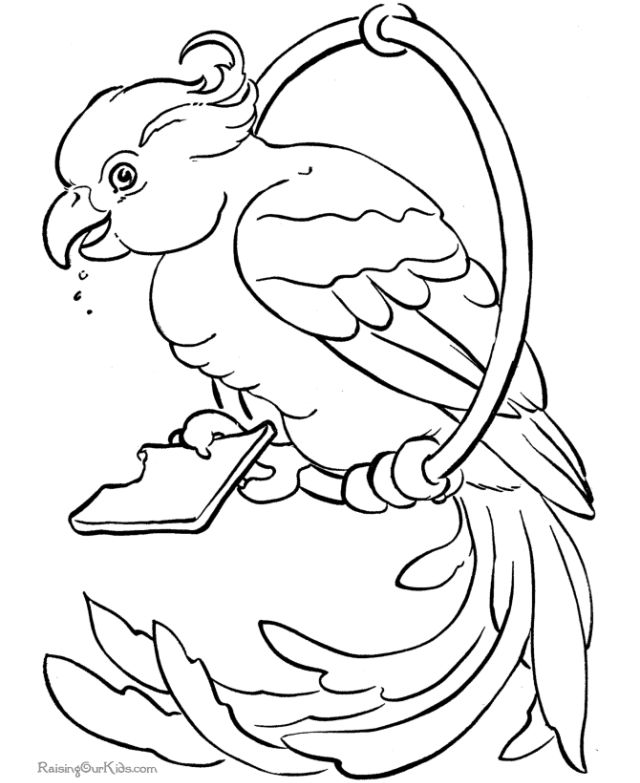25 Free Parrot Coloring Pages for Kids and Adults