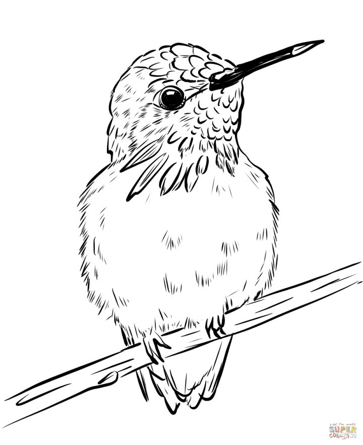 25 Free Hummingbird Coloring Pages for Kids and Adults