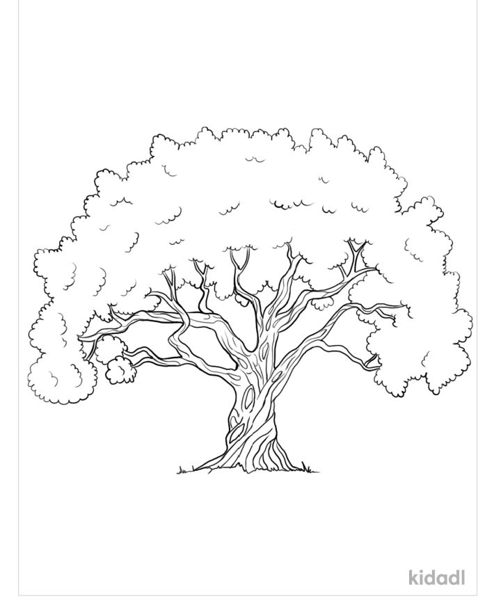 25 Free Tree Coloring Pages for Kids and Adults