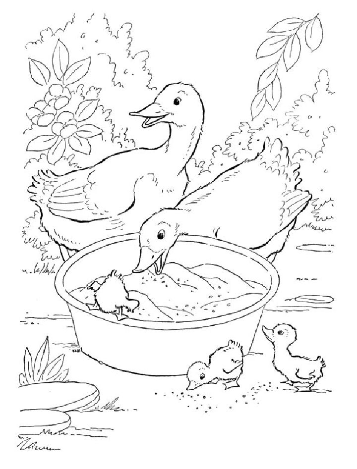 25 Free Duck Coloring Pages for Kids and Adults