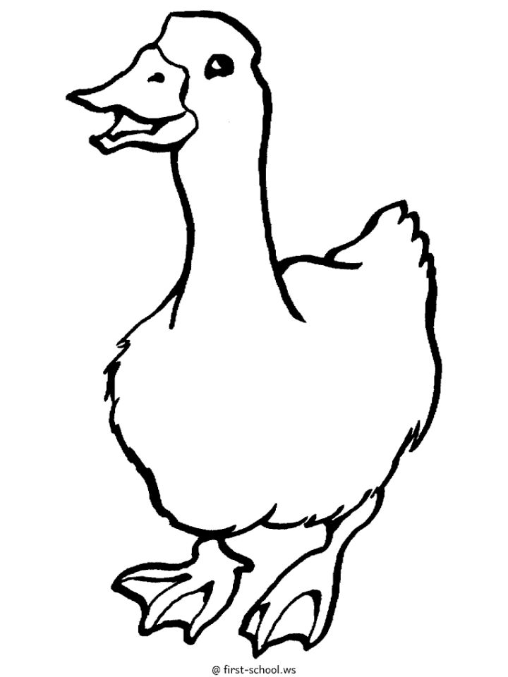 25 Free Duck Coloring Pages for Kids and Adults