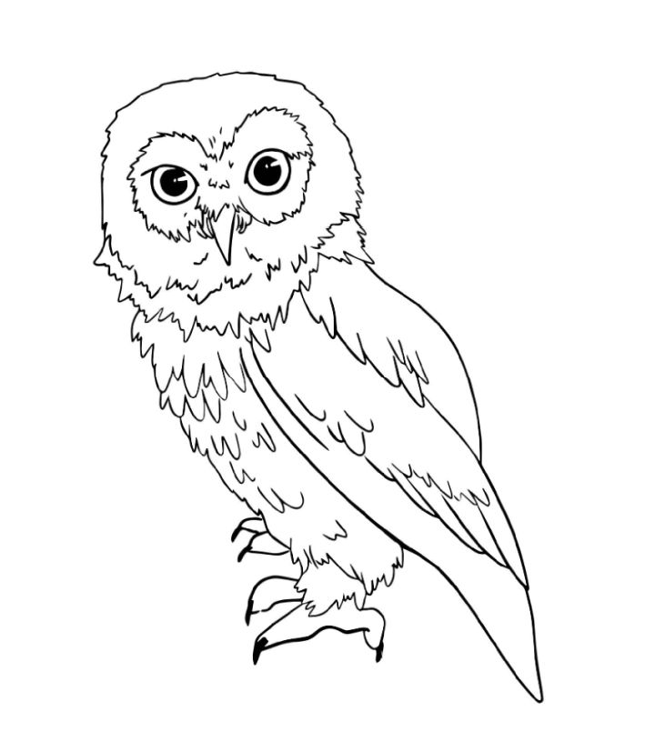 25 Free Owl Coloring Pages for Kids and Adults