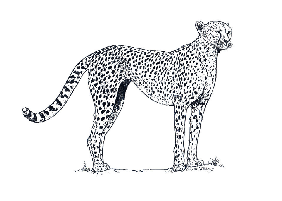 25 Free Cheetah Coloring Pages for Kids and Adults