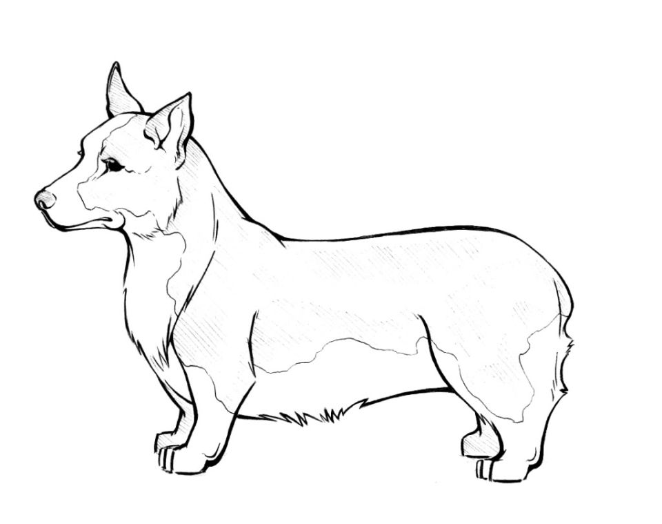 20 Cute Corgi Coloring Pages (Free Printable) - Blitsy