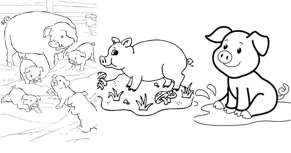 pig coloring pages images