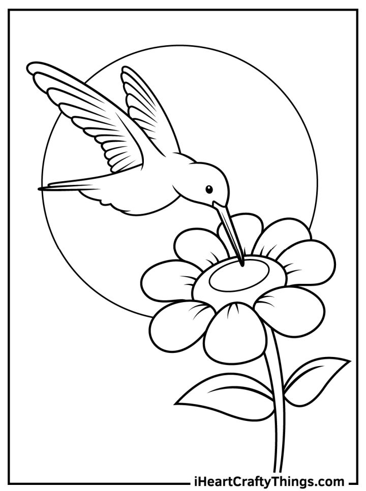 25 Free Hummingbird Coloring Pages for Kids and Adults
