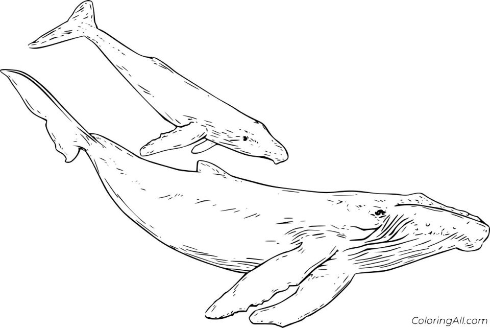 25 Free Whale Coloring Pages for Kids and Adults