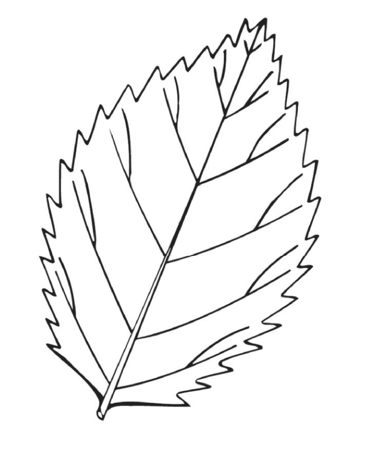 25 Free Leaf Coloring Pages for Kids and Adults