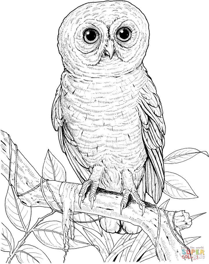 25 Free Owl Coloring Pages for Kids and Adults