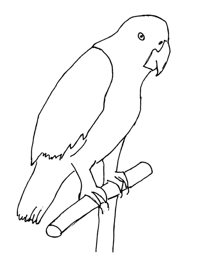 25 Free Parrot Coloring Pages for Kids and Adults