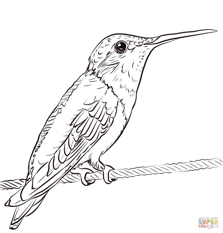 25 Free Hummingbird Coloring Pages for Kids and Adults