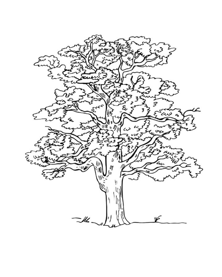 25 Free Tree Coloring Pages for Kids and Adults