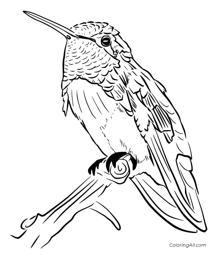 25 Free Hummingbird Coloring Pages for Kids and Adults