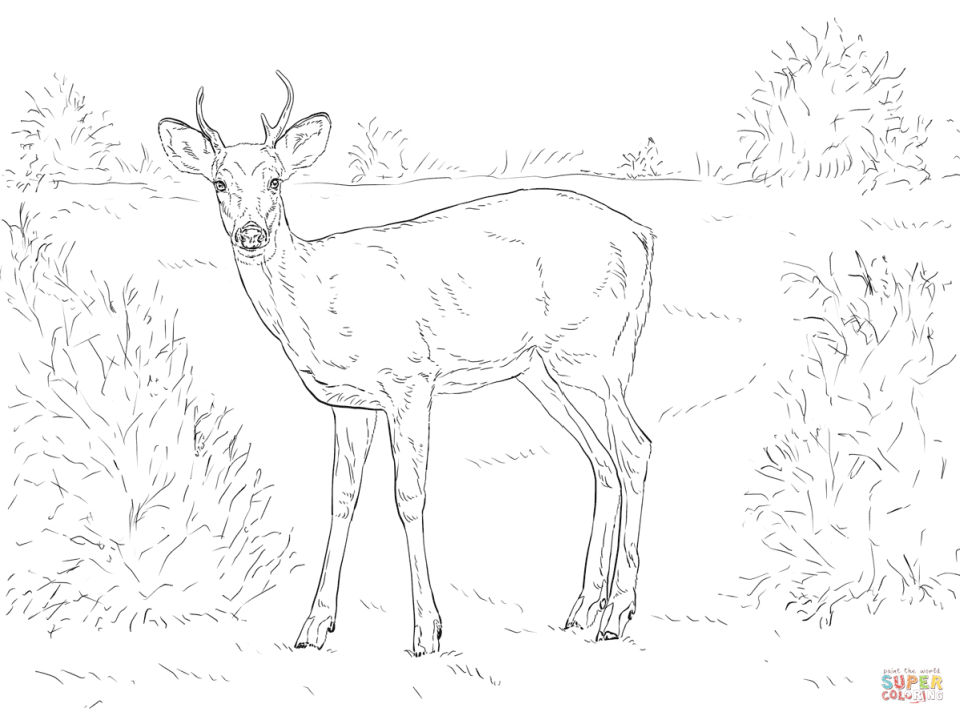 25 Free Printable Deer Coloring Pages for Kids - Blitsy