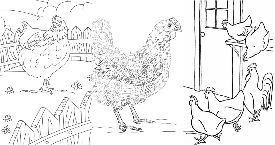20 Free Chicken Coloring Pages for Kids and Adults - Blitsy