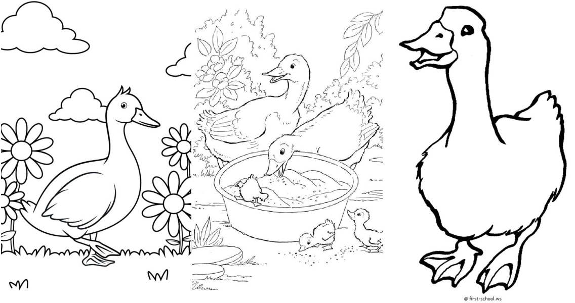 baby chicks ducks coloring pages