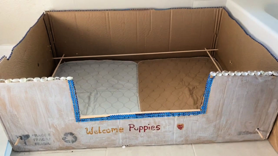 DIY Whelping Box For Your Pregnant Dog - Blitsy