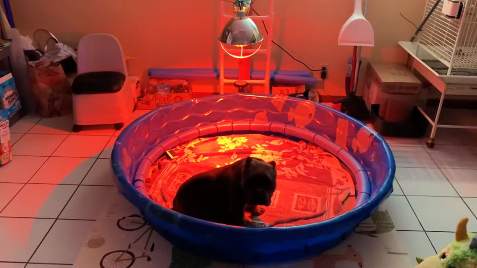 DIY Whelping Box For Your Pregnant Dog Blitsy