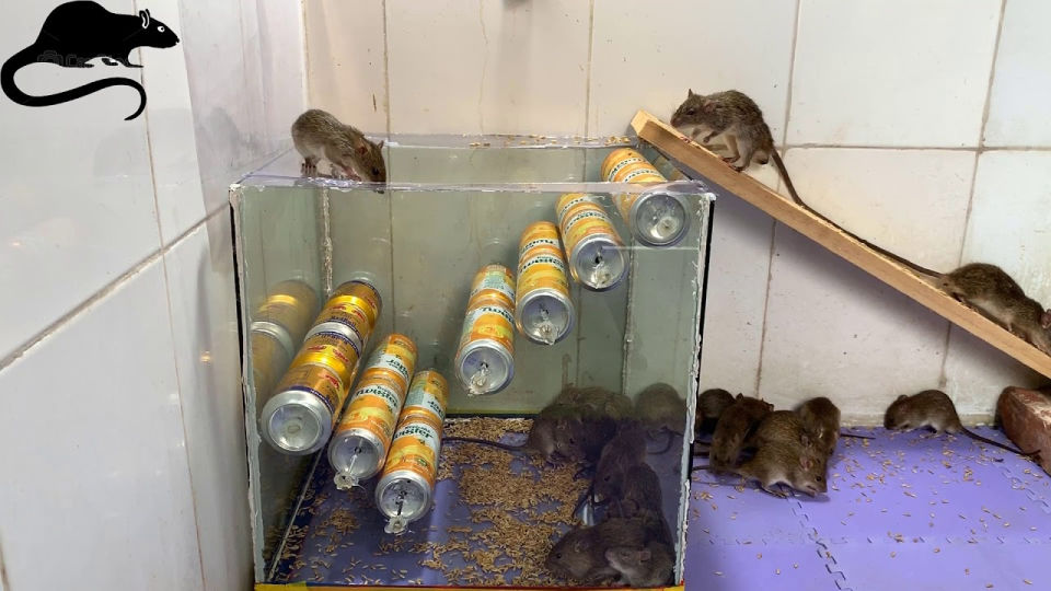 Homemade DIY Mouse Trap Blitsy