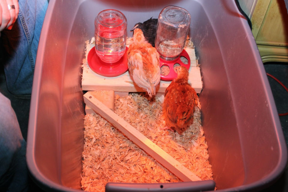 DIY Chick Brooder to Keep Your Chicks Healthy and Happy - Blitsy