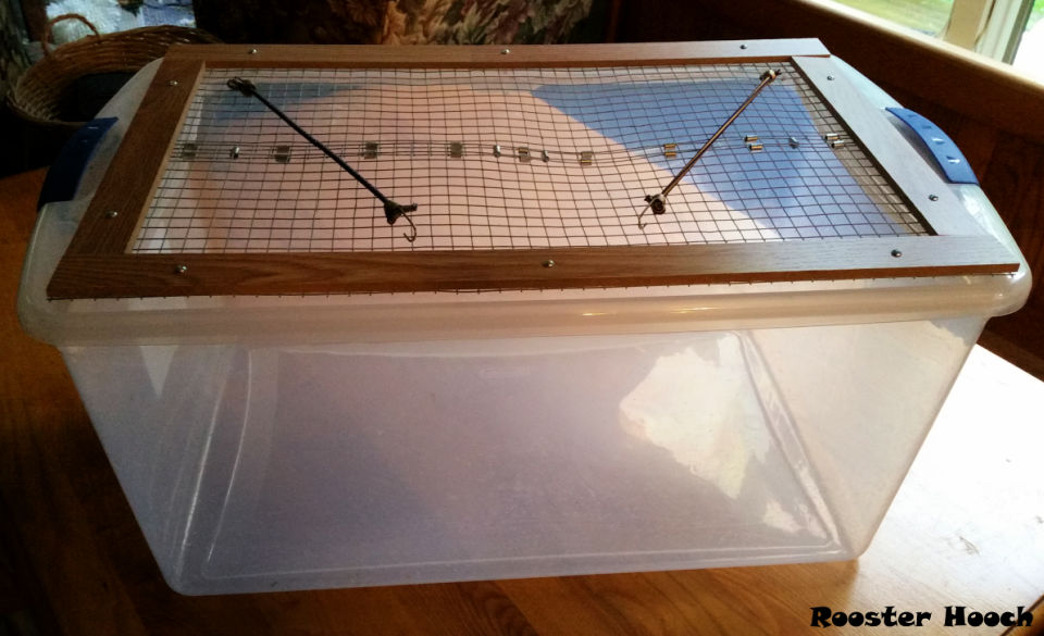 DIY Chick Brooder to Keep Your Chicks Healthy and Happy - Blitsy