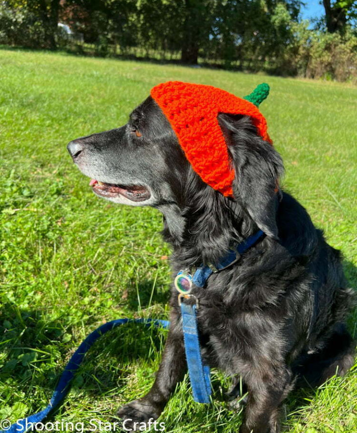 20 Free Crochet Dog Hat Patterns (Detailed Pattern) Blitsy