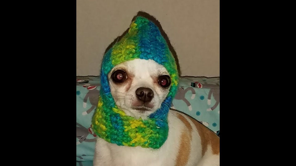 20 Free Crochet Dog Hat Patterns (Detailed Pattern) Blitsy