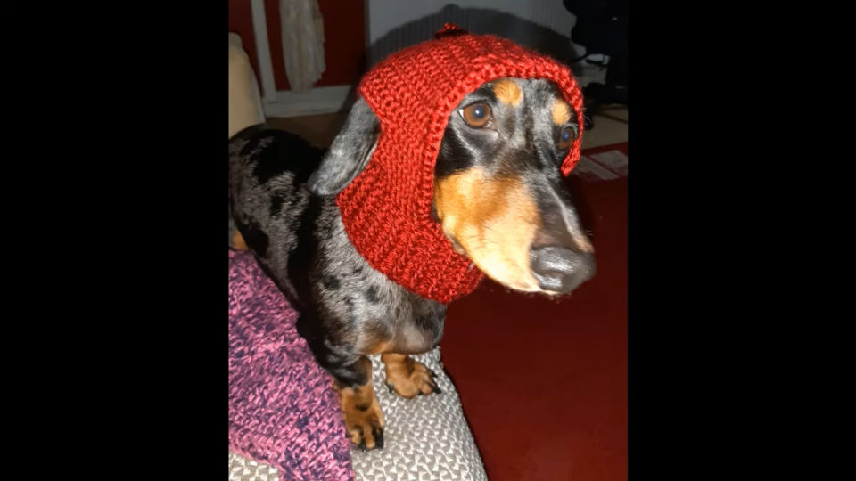 20 Free Crochet Dog Hat Patterns (Detailed Pattern) Blitsy