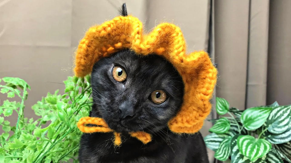 15 Free Crochet Hat Patterns for Cats (Cat Hat Pattern)