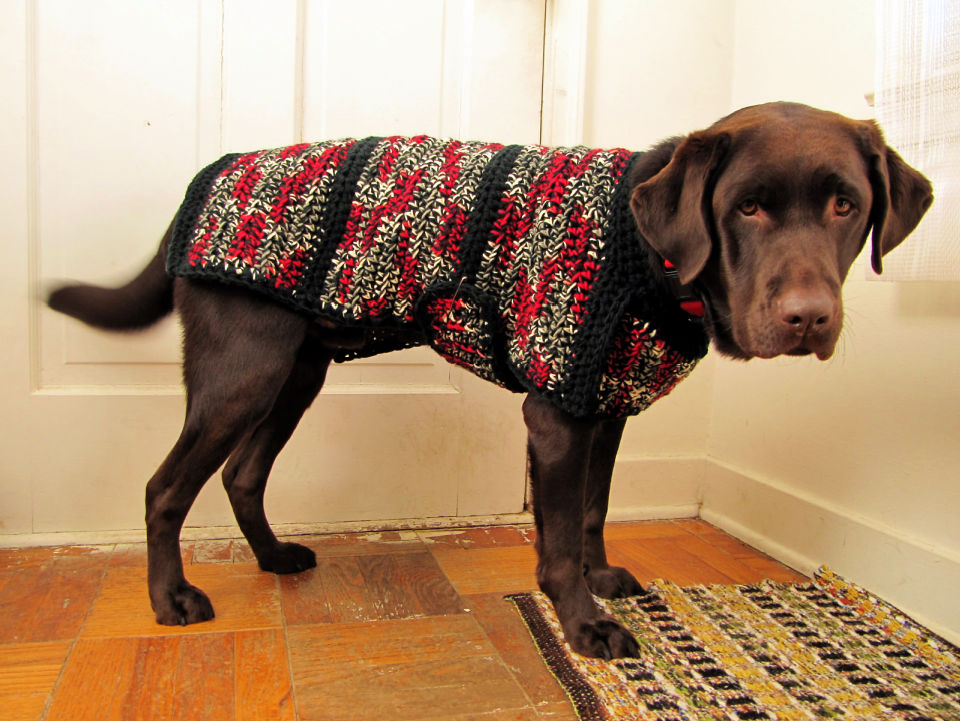 30 Free Crochet Dog Sweater Patterns (Easy Pattern)