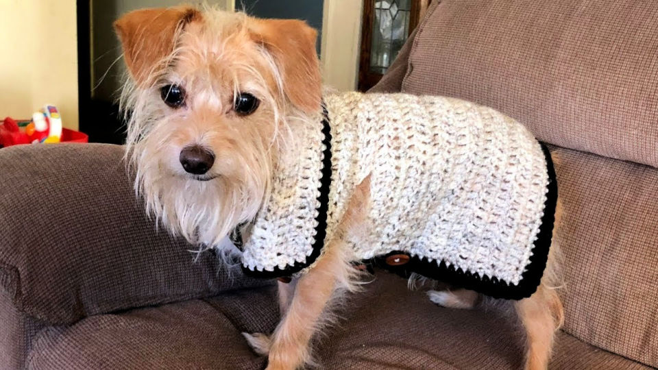 30 Free Crochet Dog Sweater Patterns (Easy Pattern)