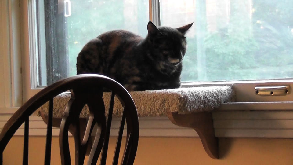 DIY Cat Window Perch - Step by Step Guide - Blitsy
