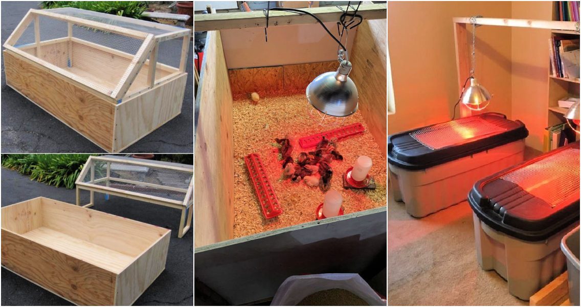 Diy chick brooder to keep your chicks healthy and happy blitsy