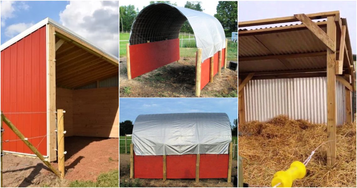 Simple DIY Horse Shelter on A Budget Blitsy